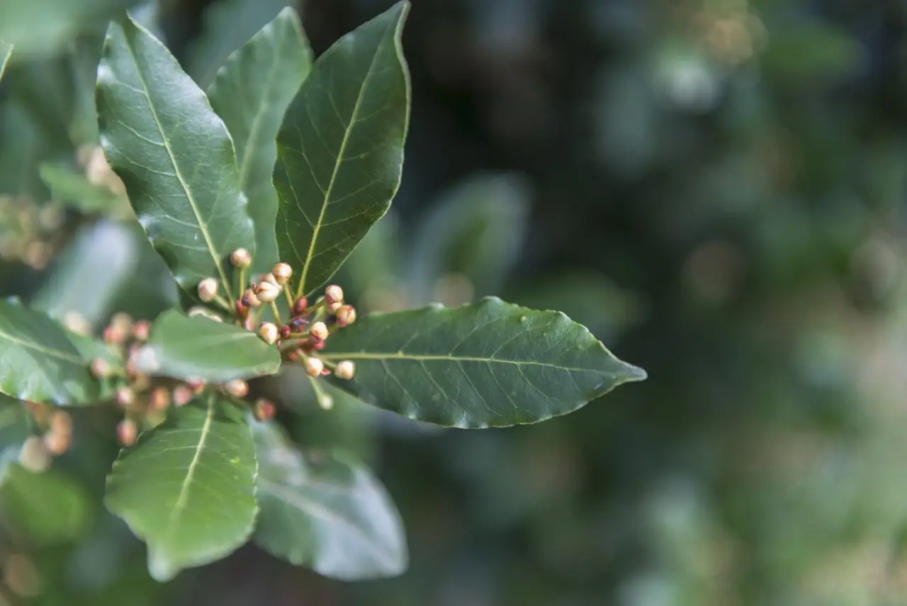 ¿Por qué plantar laurel en tu jardín? Descubre sus sorprendentes beneficios