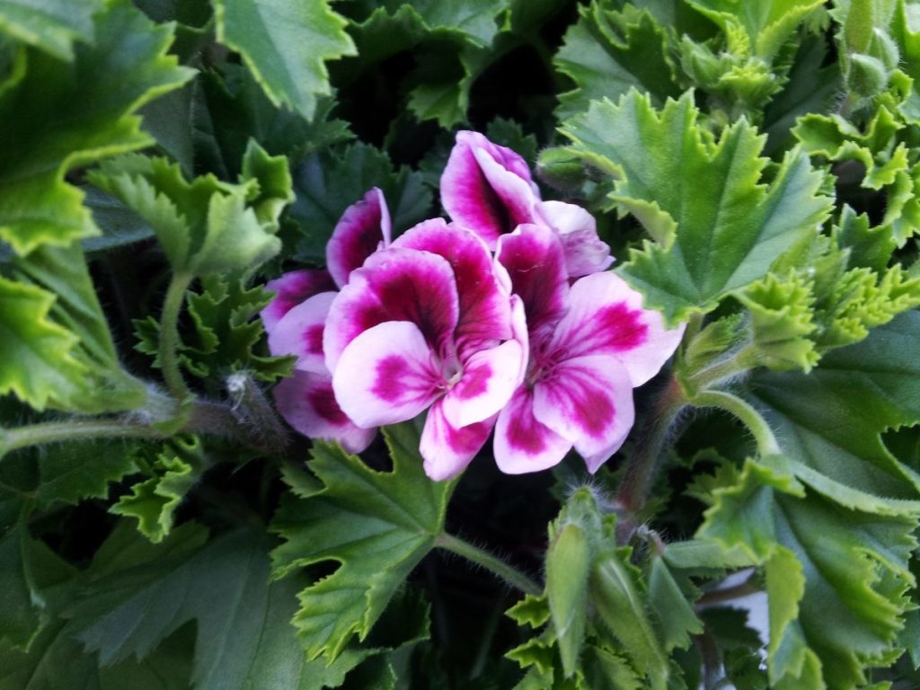 El secreto de los jardineros para tener geranios espectaculares todo el verano